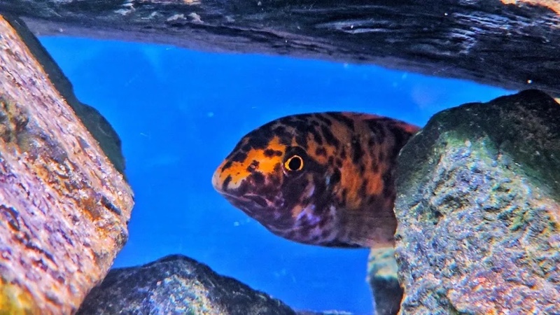 Labeotropheus trewavasae 'Lundo Island'